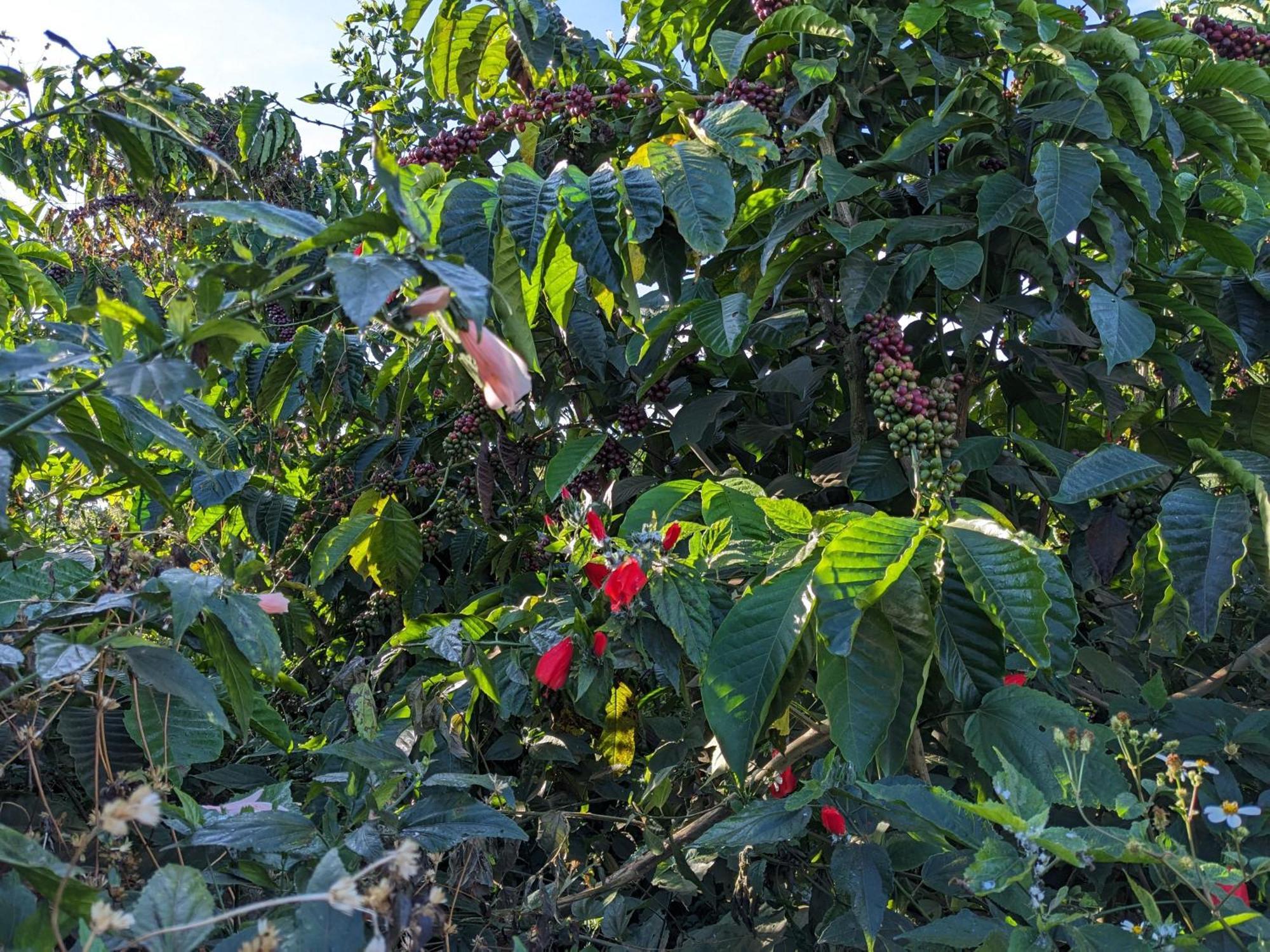 Appartamento Ivy Coffee Farm - Garden House Duc Trong Esterno foto
