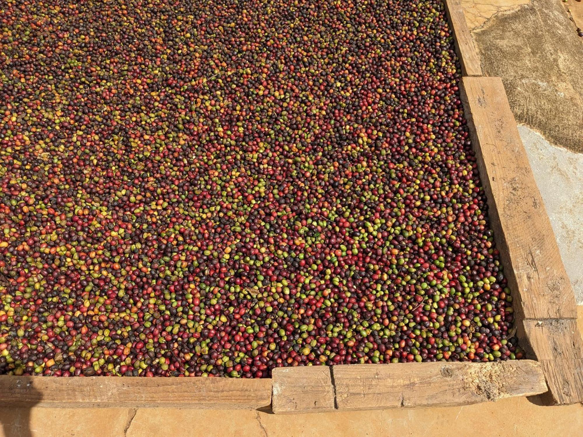 Appartamento Ivy Coffee Farm - Garden House Duc Trong Esterno foto