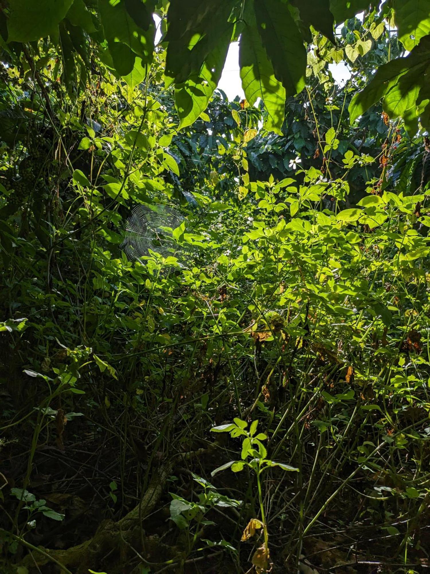 Appartamento Ivy Coffee Farm - Garden House Duc Trong Esterno foto