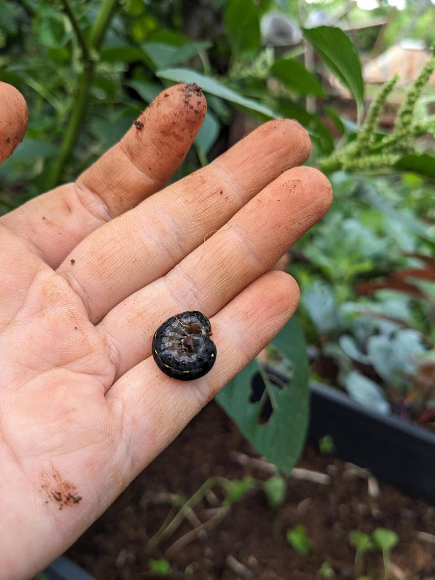 Appartamento Ivy Coffee Farm - Garden House Duc Trong Esterno foto