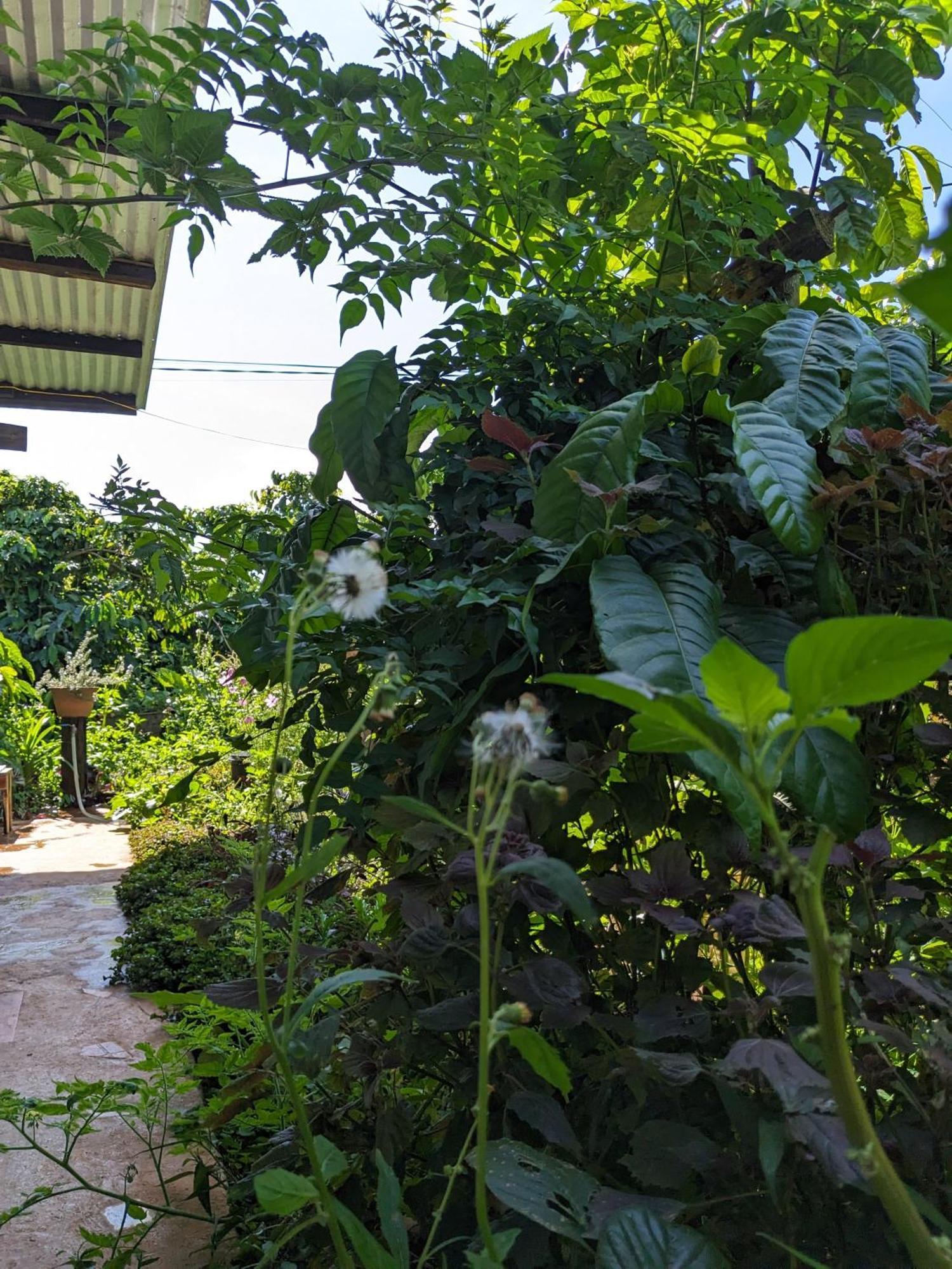 Appartamento Ivy Coffee Farm - Garden House Duc Trong Esterno foto
