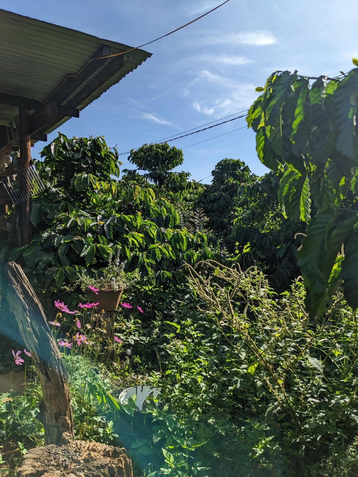 Appartamento Ivy Coffee Farm - Garden House Duc Trong Esterno foto