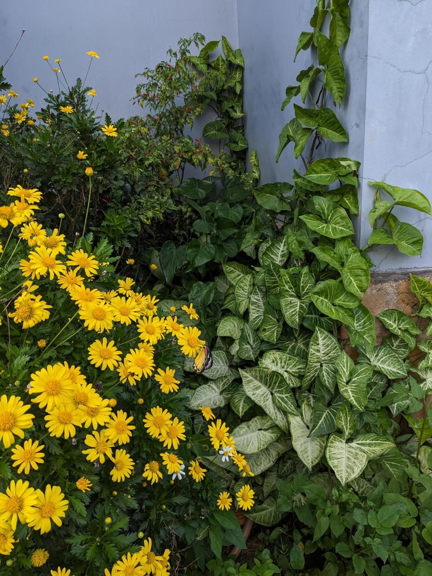 Appartamento Ivy Coffee Farm - Garden House Duc Trong Esterno foto